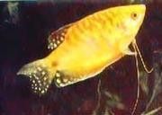 黃曼龍魚圖片大全 黃曼龍魚圖片大全 龍魚百科 第1張