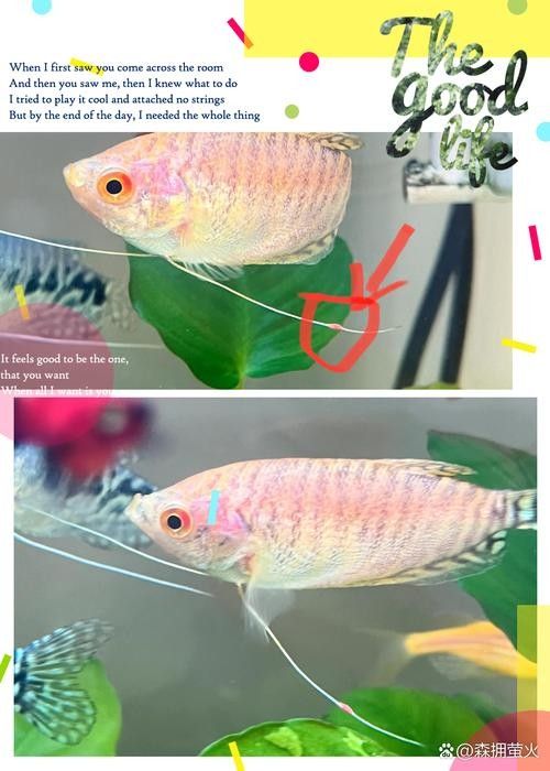 黃曼龍魚圖片大全 黃曼龍魚圖片大全 龍魚百科 第13張
