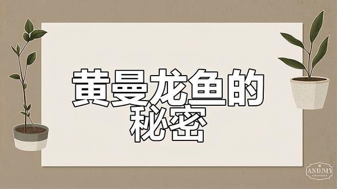 黃曼龍魚圖片大全 黃曼龍魚圖片大全 龍魚百科 第25張
