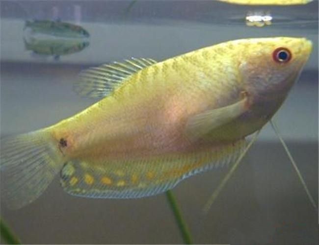 黃曼龍魚圖片大全 黃曼龍魚圖片大全 龍魚百科 第12張