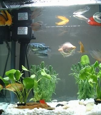 黃曼龍魚圖片大全 黃曼龍魚圖片大全 龍魚百科 第21張