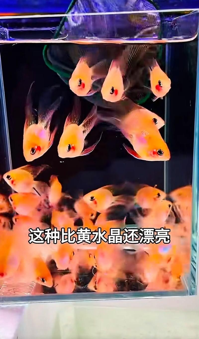 黃曼龍魚圖片大全 黃曼龍魚圖片大全 龍魚百科 第38張