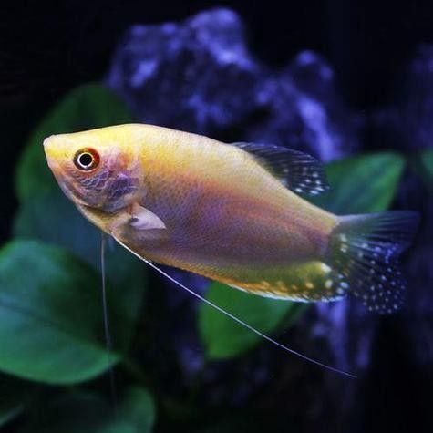 黃曼龍魚圖片大全 黃曼龍魚圖片大全 龍魚百科 第10張
