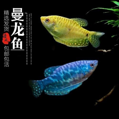 黃曼龍魚圖片大全 黃曼龍魚圖片大全 龍魚百科 第16張