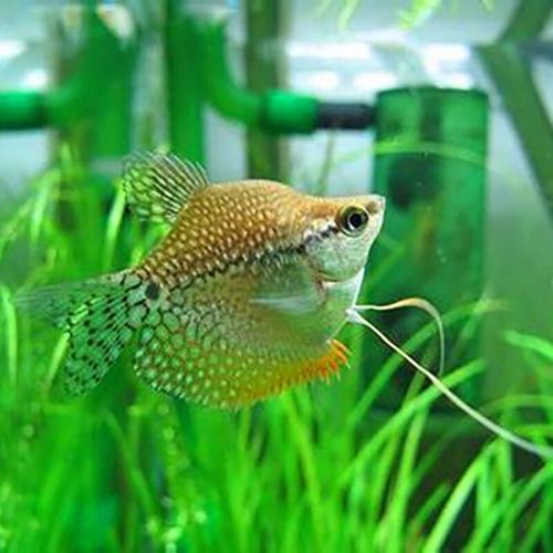 黃曼龍魚圖片大全 黃曼龍魚圖片大全 龍魚百科 第34張