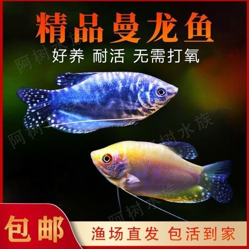 黃曼龍魚圖片大全 黃曼龍魚圖片大全 龍魚百科 第7張