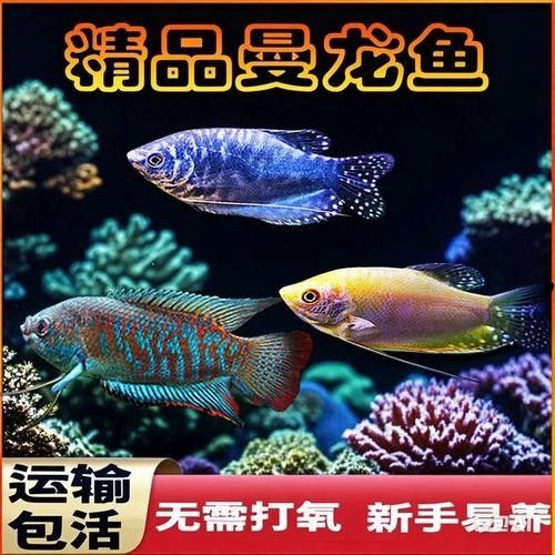 黃曼龍魚圖片大全 黃曼龍魚圖片大全 龍魚百科 第36張