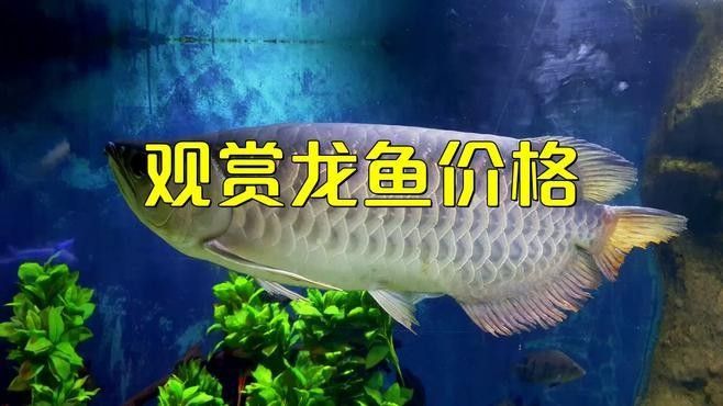錯那開水族店怎么樣？加盟祥龍魚場賣龍魚市場怎樣？