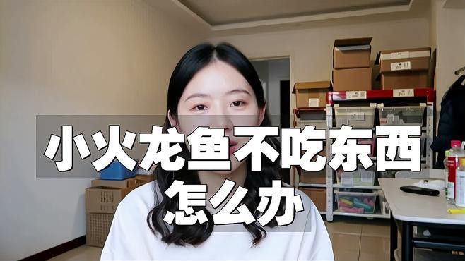 火龍魚不吃東西怎么辦呀