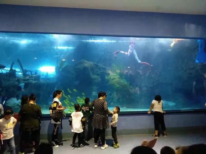 東昌府開水族店怎么樣？加盟祥龍魚場賣龍魚市場怎樣？