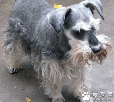 金龍魚怎么挑：挑選金龍魚時需要考慮多個方面，挑選金龍魚時需要考慮的關鍵因素 金龍魚怎么挑：挑選金龍魚時需要考慮多個方面，挑選金龍魚時需要考慮的關鍵因素 龍魚百科 第2張