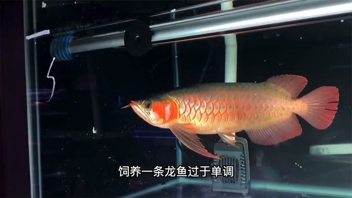 龍魚和什么魚混養最好風水好看（選擇與龍魚混養的重要原則需要考慮與龍魚混養的原則）