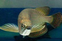 澳洲星點龍魚需要多大的水族箱？