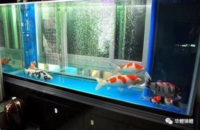家里養(yǎng)龍魚(yú)好不好風(fēng)水講究（五行喜用選擇魚(yú)缸形狀（針對(duì)養(yǎng)金龍魚(yú)）需要注意的是）