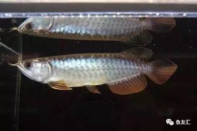 白子龍魚的價格：白子龍魚價格