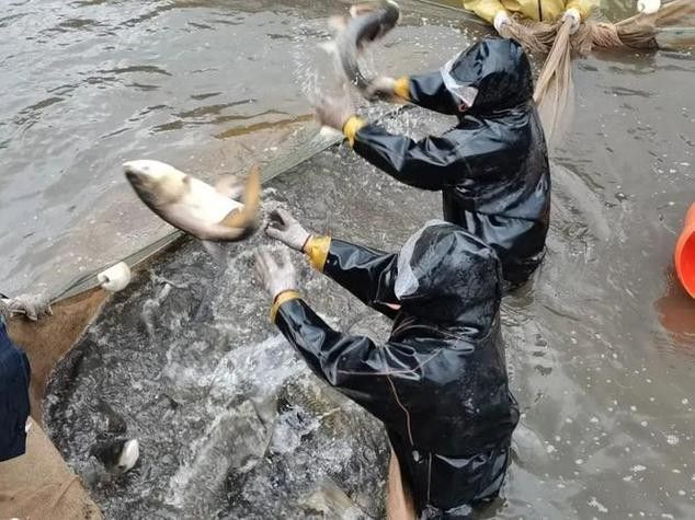 貴州開水族店怎么樣？加盟祥龍魚場賣龍魚市場怎樣？