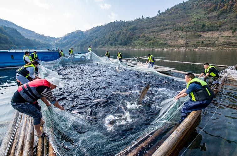 貴州開水族店怎么樣？加盟祥龍魚場賣龍魚市場怎樣？