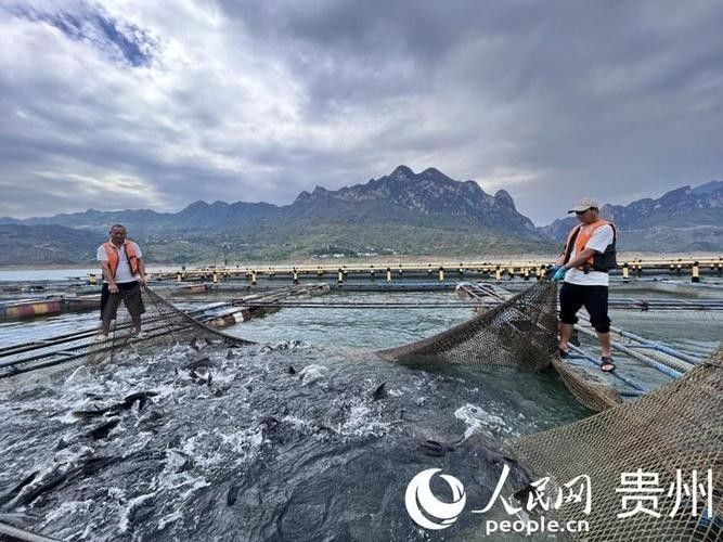 貴州開水族店怎么樣？加盟祥龍魚場賣龍魚市場怎樣？