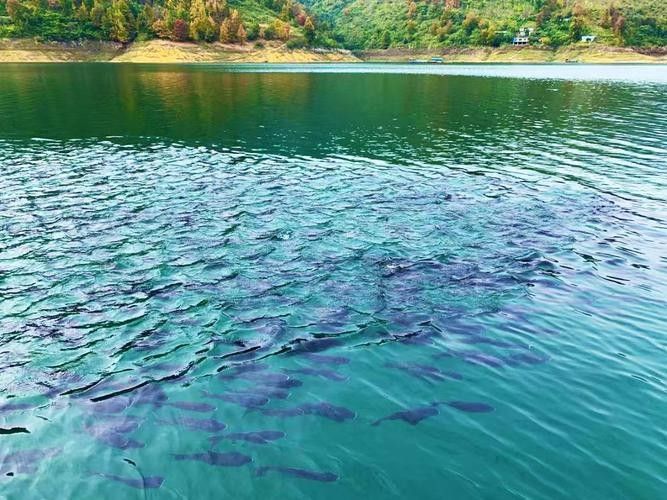 貴州開水族店怎么樣？加盟祥龍魚場賣龍魚市場怎樣？
