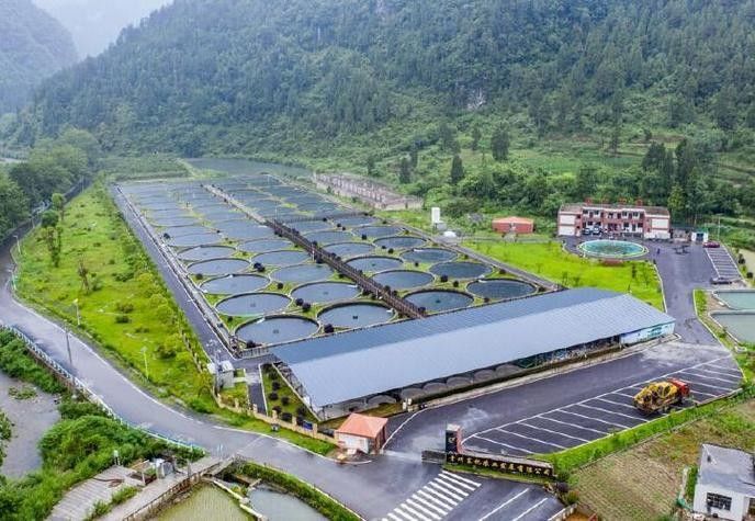 貴州開水族店怎么樣？加盟祥龍魚場賣龍魚市場怎樣？