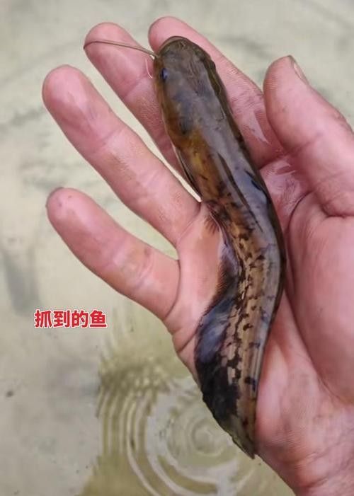 貴州開水族店怎么樣？加盟祥龍魚場賣龍魚市場怎樣？
