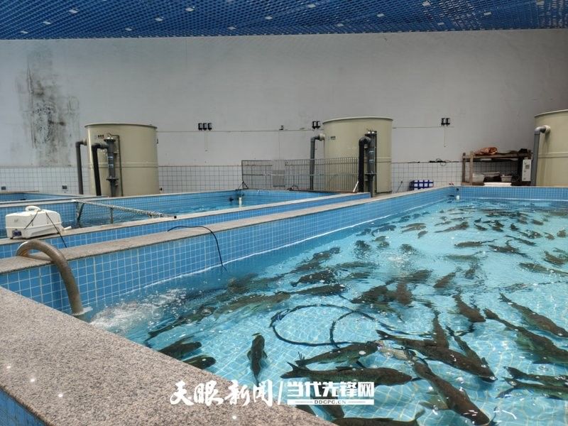 貴州開水族店怎么樣？加盟祥龍魚場賣龍魚市場怎樣？