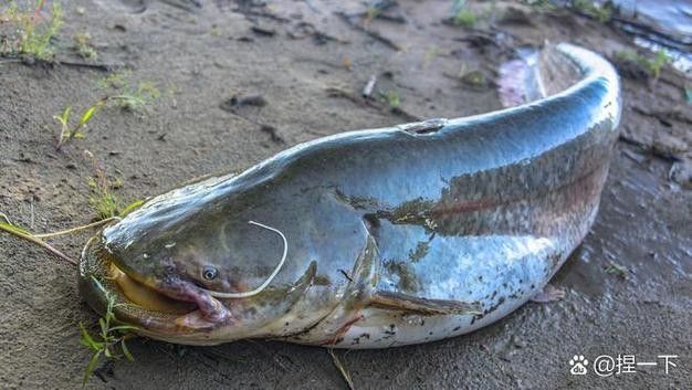 貴州開水族店怎么樣？加盟祥龍魚場賣龍魚市場怎樣？