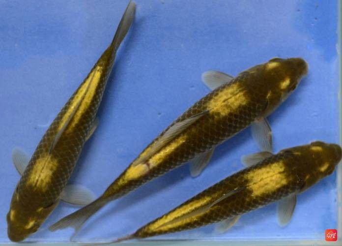 貴州開水族店怎么樣？加盟祥龍魚場賣龍魚市場怎樣？