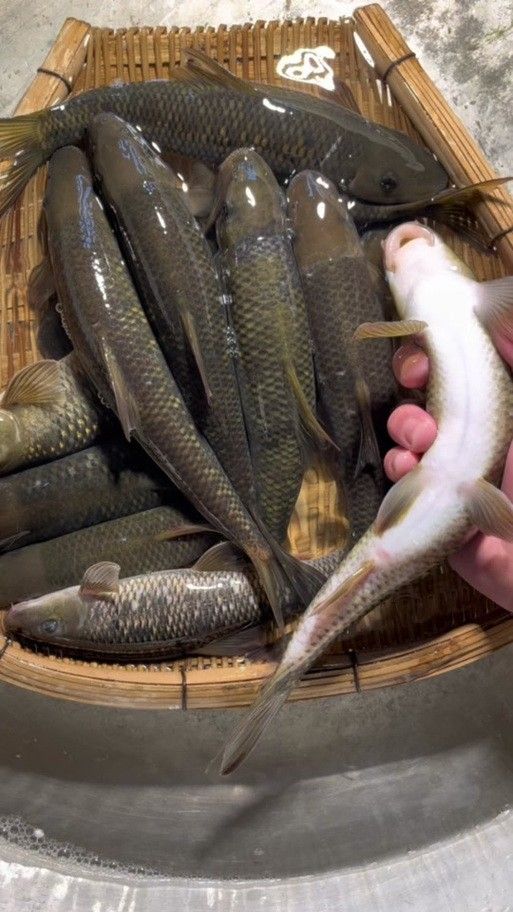 貴州開水族店怎么樣？加盟祥龍魚場賣龍魚市場怎樣？
