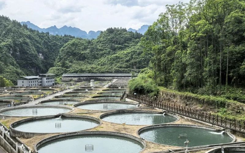 貴州開水族店怎么樣？加盟祥龍魚場賣龍魚市場怎樣？