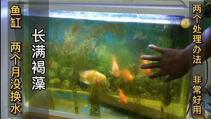 龍魚缸褐藻怎么去除小妙招龍魚缸褐藻的小妙招：去除龍魚缸褐藻的小妙招
