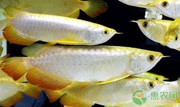 龍魚營養均衡食譜：龍魚的飲食搭配