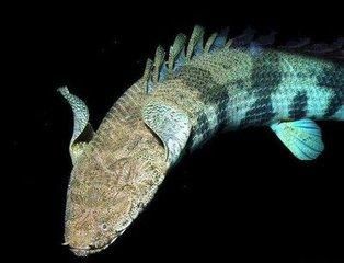 龍魚吃食咽不下去什么原因龍魚吃食咽不下去什么原因：當龍魚吃食咽不下去時，可能是由多種原因引起的，獸醫幫助