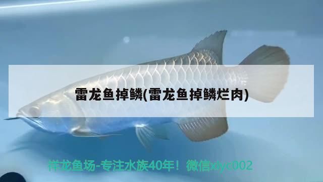 雷龍魚掉鱗(雷龍魚掉鱗爛肉)
