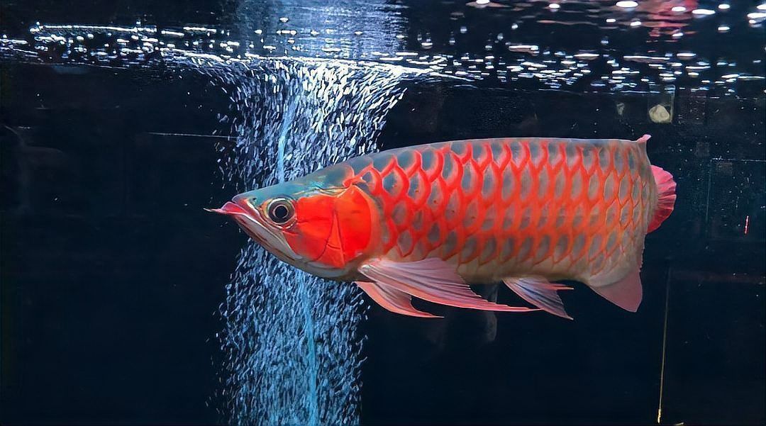 賽級龍魚為何被禁了