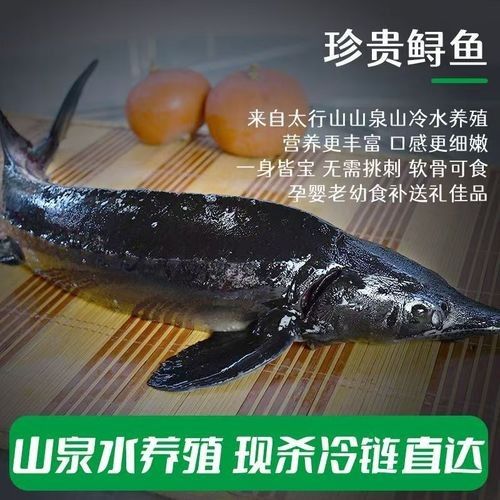 龍魚食用魚 龍魚食用魚 龍魚百科 第11張