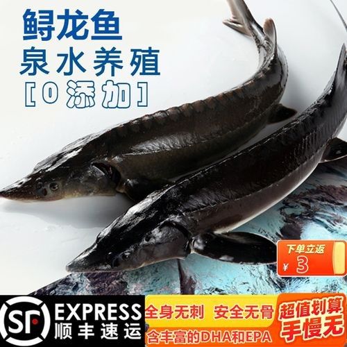 龍魚食用魚 龍魚食用魚 龍魚百科 第10張