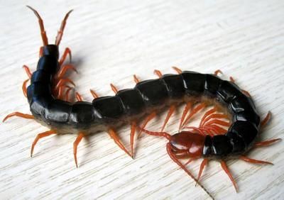 龍魚多大可以吃蜈蚣（成年龍魚體長達35厘米以上時才適合食用蜈蚣）