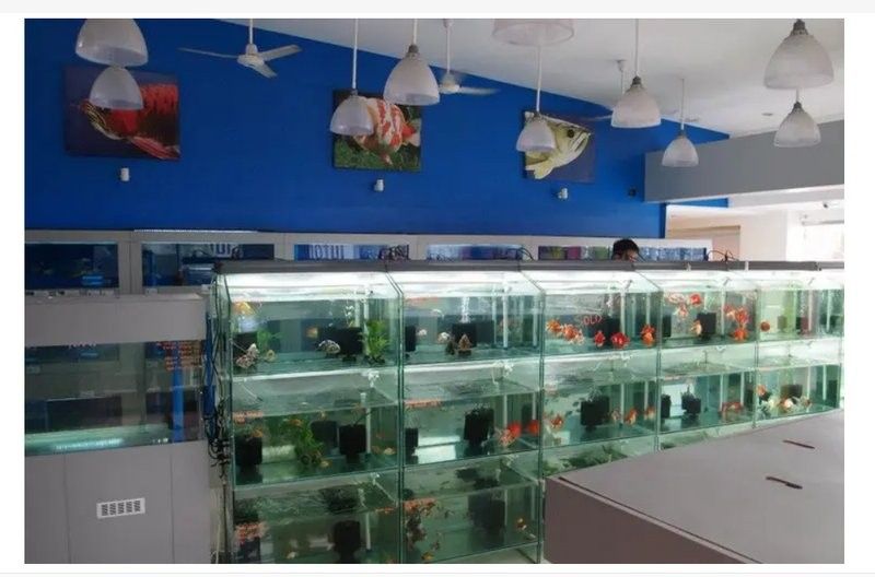崖州開水族店怎么樣？加盟祥龍魚場賣龍魚市場怎樣？
