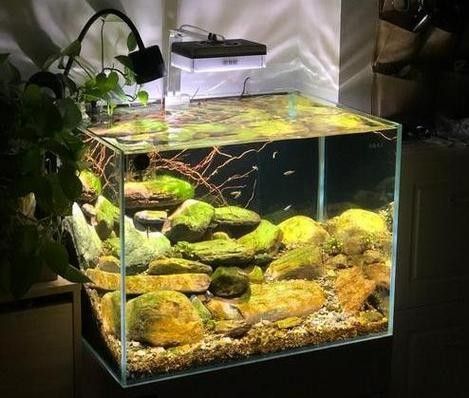 墨竹工卡開(kāi)水族店怎么樣？加盟祥龍魚場(chǎng)賣龍魚市場(chǎng)怎樣？