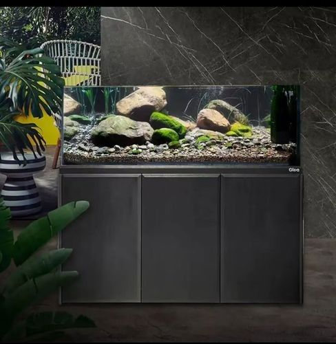 墨竹工卡開(kāi)水族店怎么樣？加盟祥龍魚場(chǎng)賣龍魚市場(chǎng)怎樣？