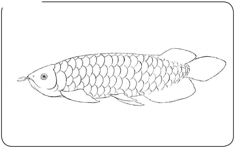 龍魚的畫怎樣畫好看：龍魚的畫法 龍魚的畫怎樣畫好看：龍魚的畫法 龍魚百科 第3張