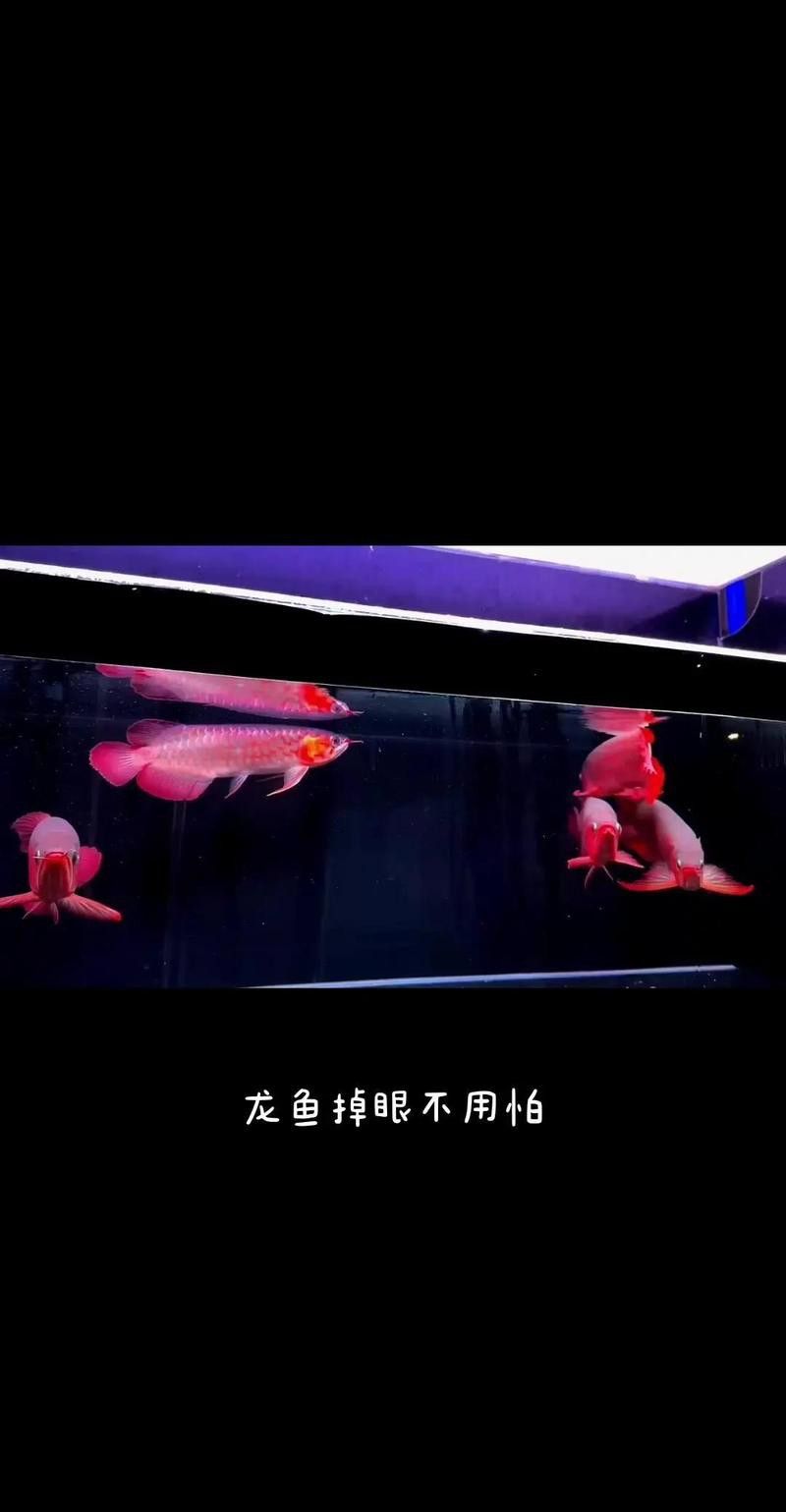 哪些食物有助于改善龍魚掉眼？