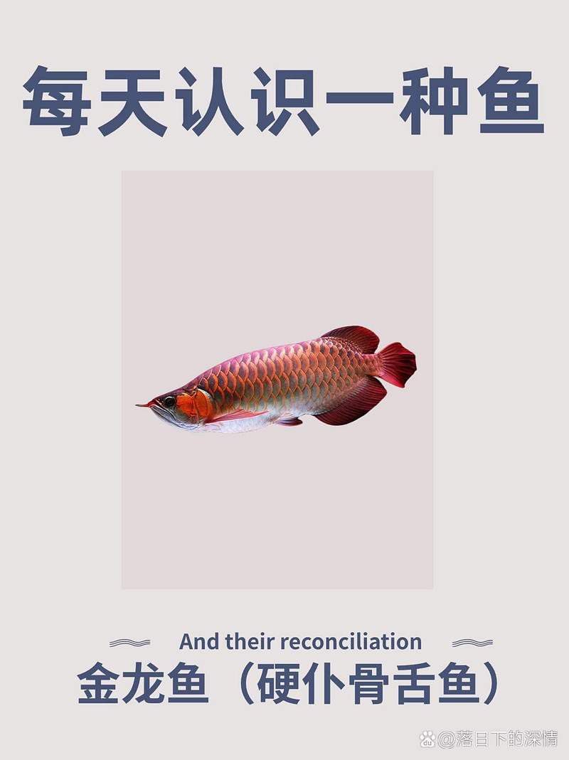 金龍魚壽命有多長活到四十多公分