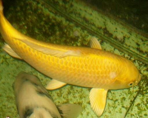 龍魚吃錦鯉飼料的影響（龍魚可以吃錦鯉飼料嗎）