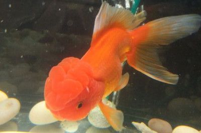 龍魚吃錦鯉飼料的影響（龍魚可以吃錦鯉飼料嗎）