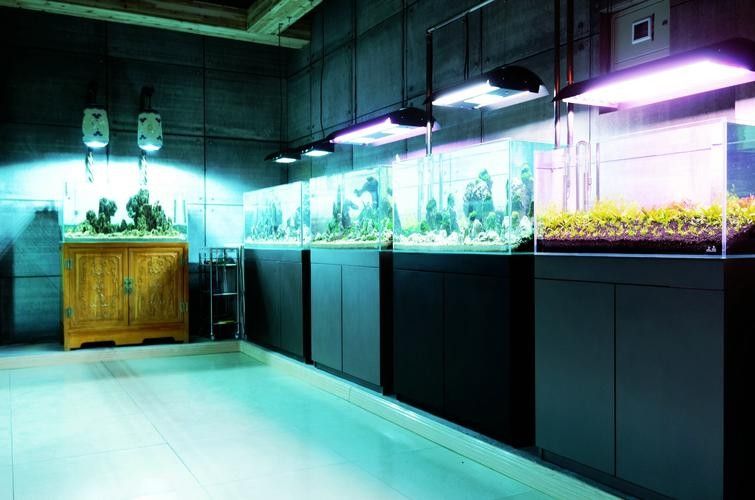 寧夏開水族店怎么樣？加盟祥龍魚場賣龍魚市場怎樣？