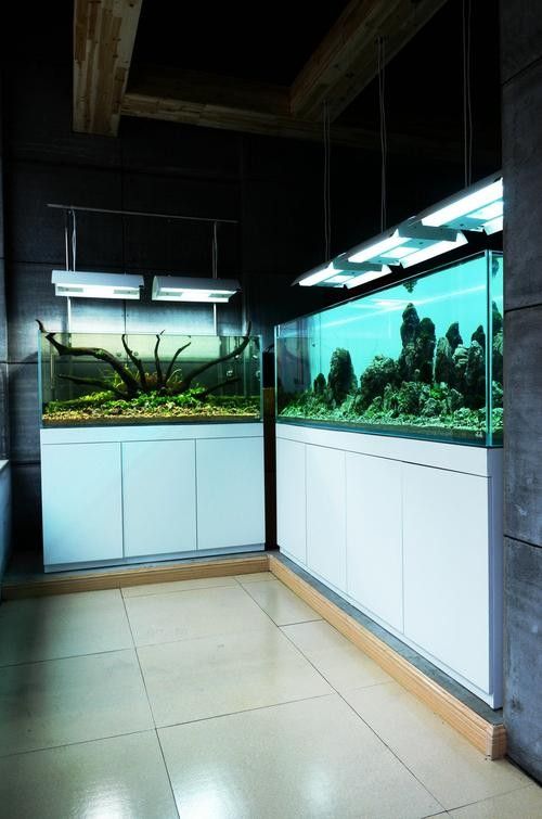 寧夏開水族店怎么樣？加盟祥龍魚場賣龍魚市場怎樣？