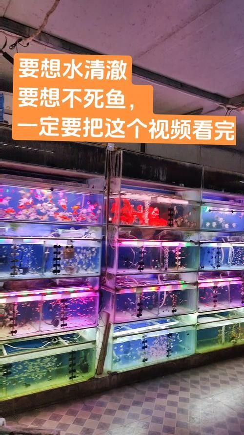 寧夏開水族店怎么樣？加盟祥龍魚場賣龍魚市場怎樣？