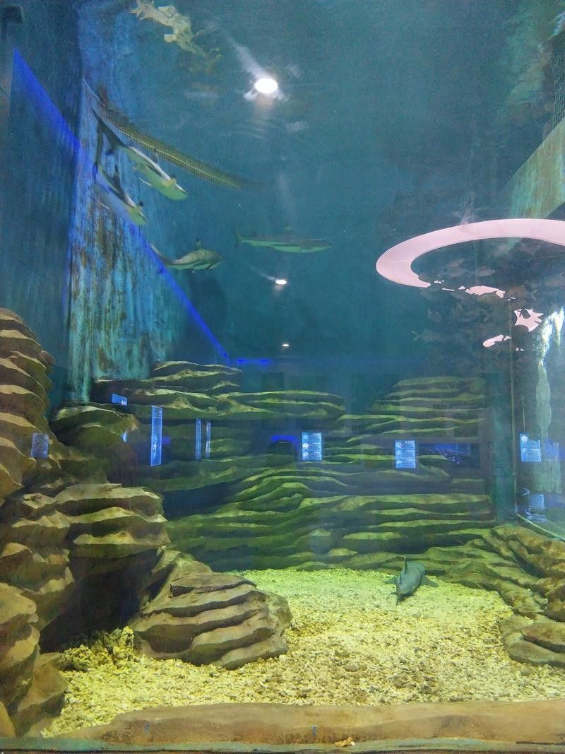 鄯善開水族店怎么樣？加盟祥龍魚場賣龍魚市場怎樣？